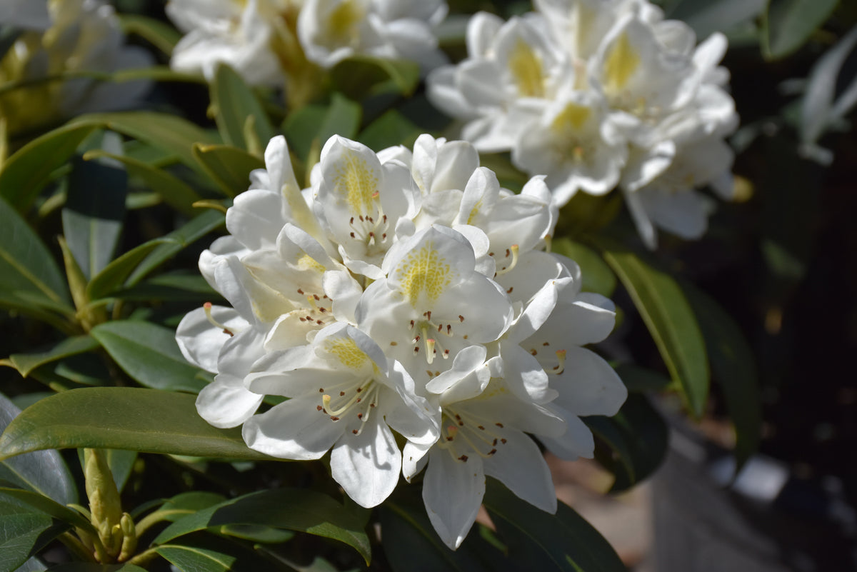Chionoides Rhododendron (Rhododendron chionoides &