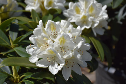 Chionoides Rhododendron (Rhododendron chionoides &