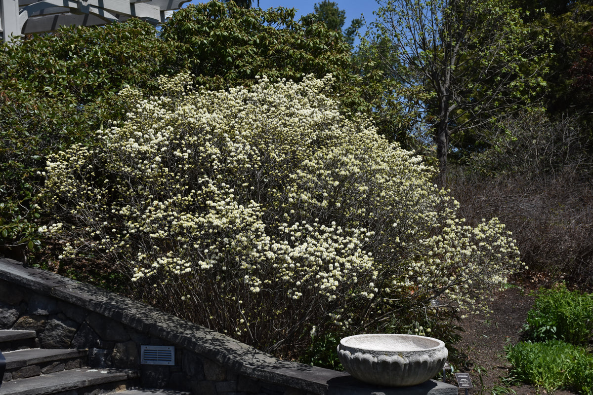 Dwarf Fothergilla (Fothergilla gardenii) - 2 gallon