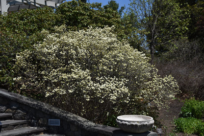 Dwarf Fothergilla (Fothergilla gardenii) - 2 gallon