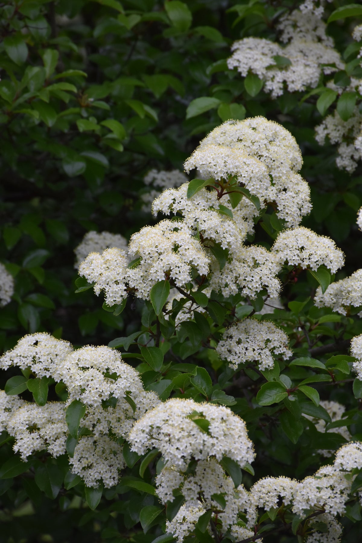 Blackhaw Viburnum (Viburnum prunifolium) - 3 gallon 15"