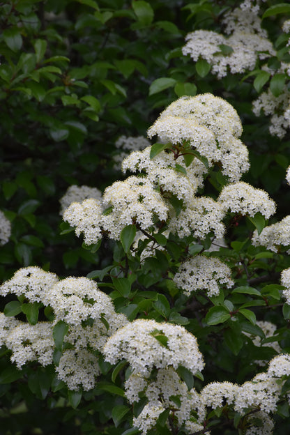 Blackhaw Viburnum (Viburnum prunifolium) - 3 gallon 15"