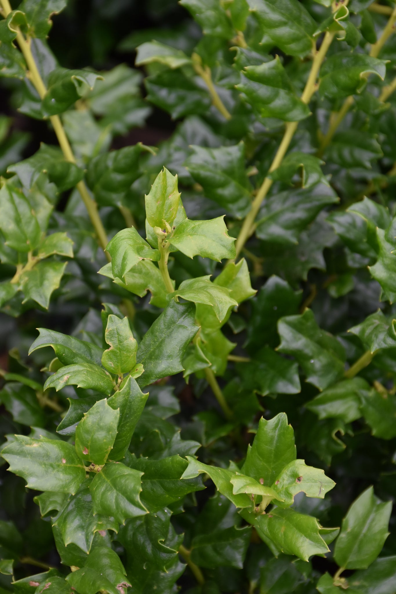 China Dynasty (China Boy/China Girl) Holly (Ilex x mes. &