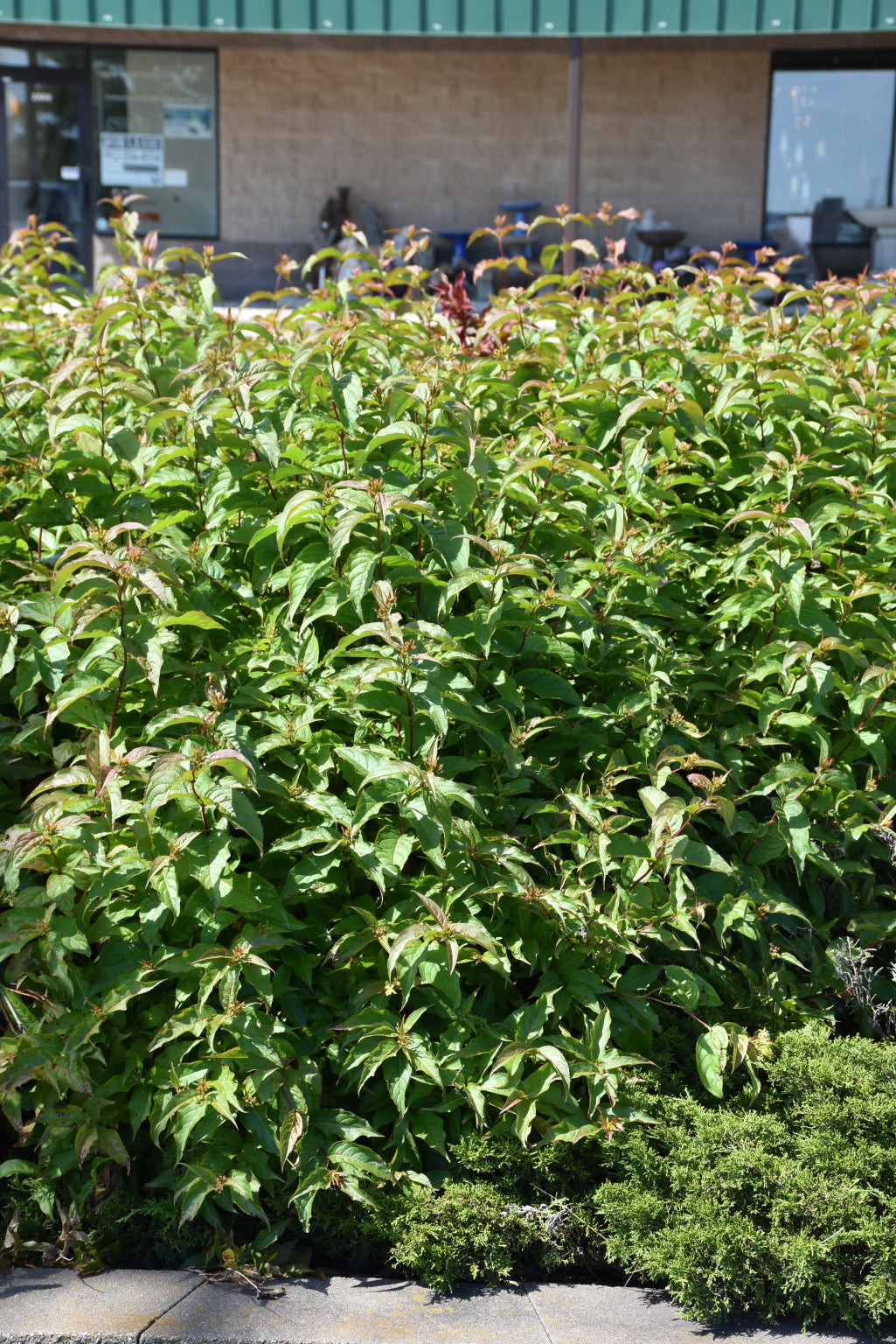 Butterfly Bush Honeysuckle (Diervilla sessilifolia &