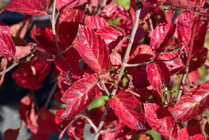 Chicago Lustre™ Viburnum (Viburnum dentatum &