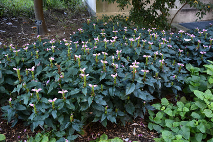 Hot Lips Turtlehead (Chelone lyonii &