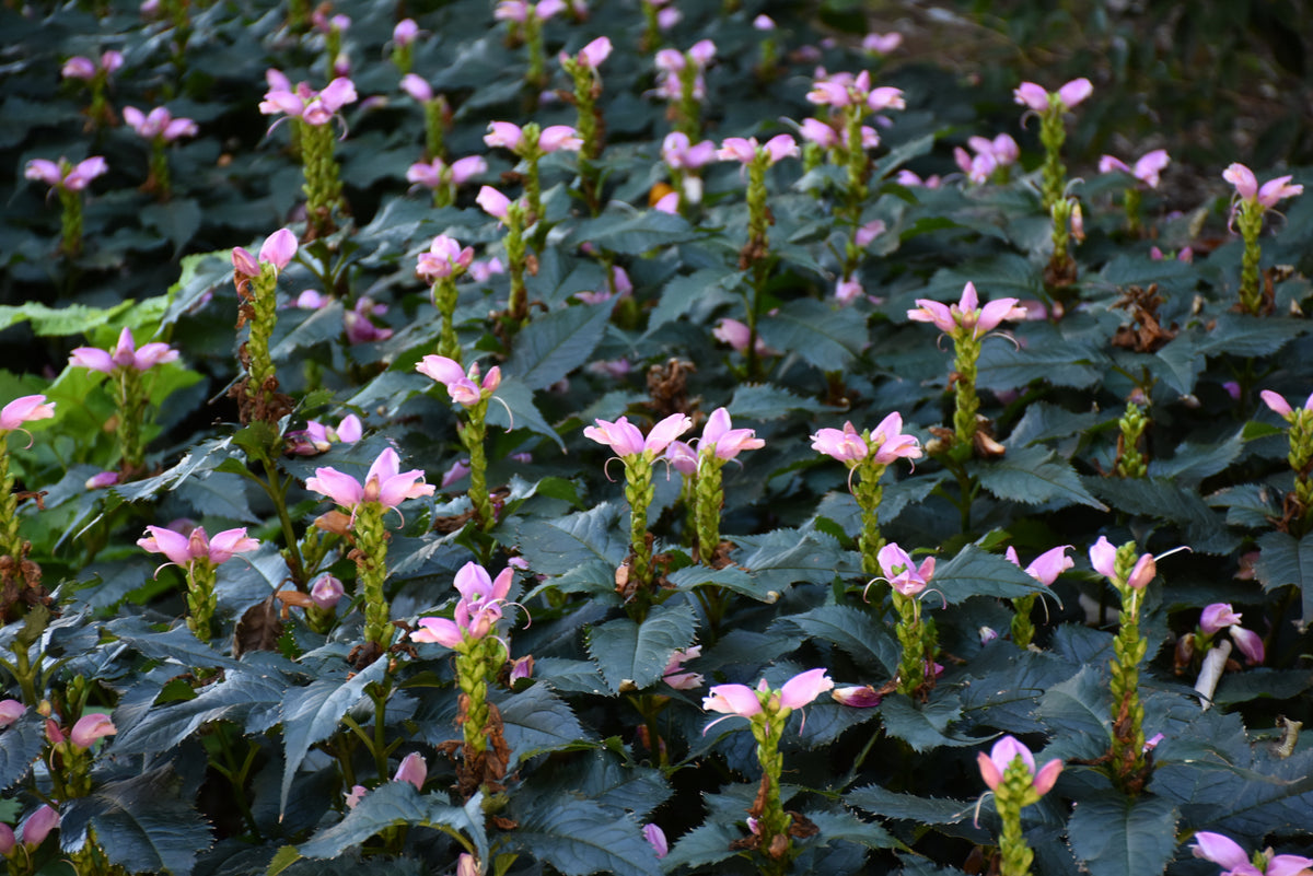 Hot Lips Turtlehead (Chelone lyonii &