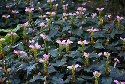 Hot Lips Turtlehead (Chelone lyonii &