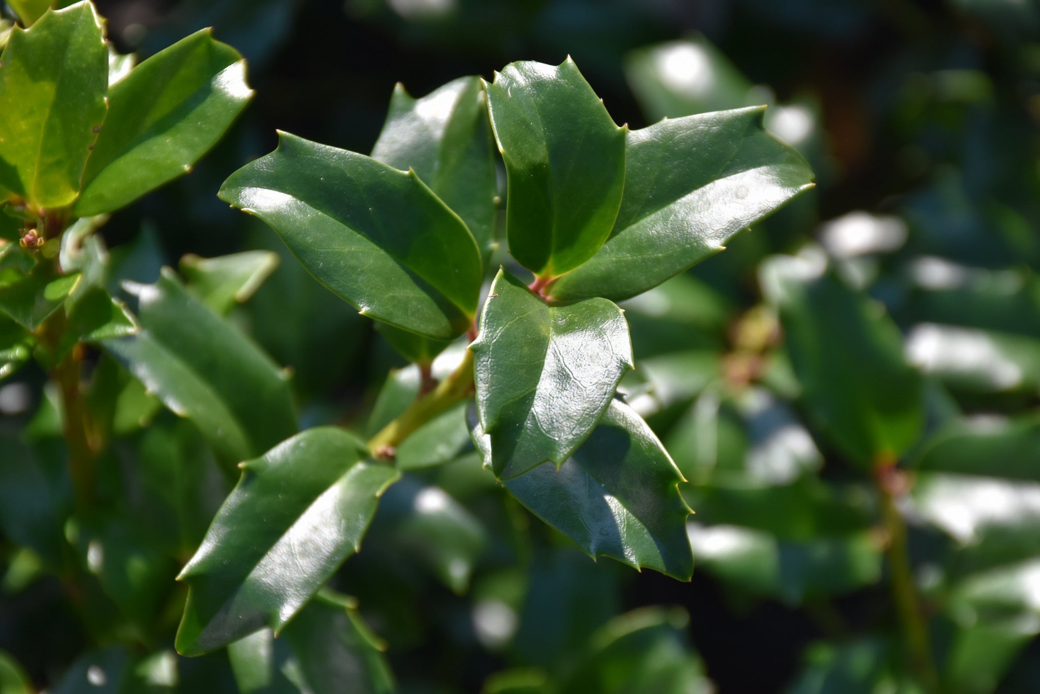 China Boy™ Meserve Holly (Ilex x meserveae &