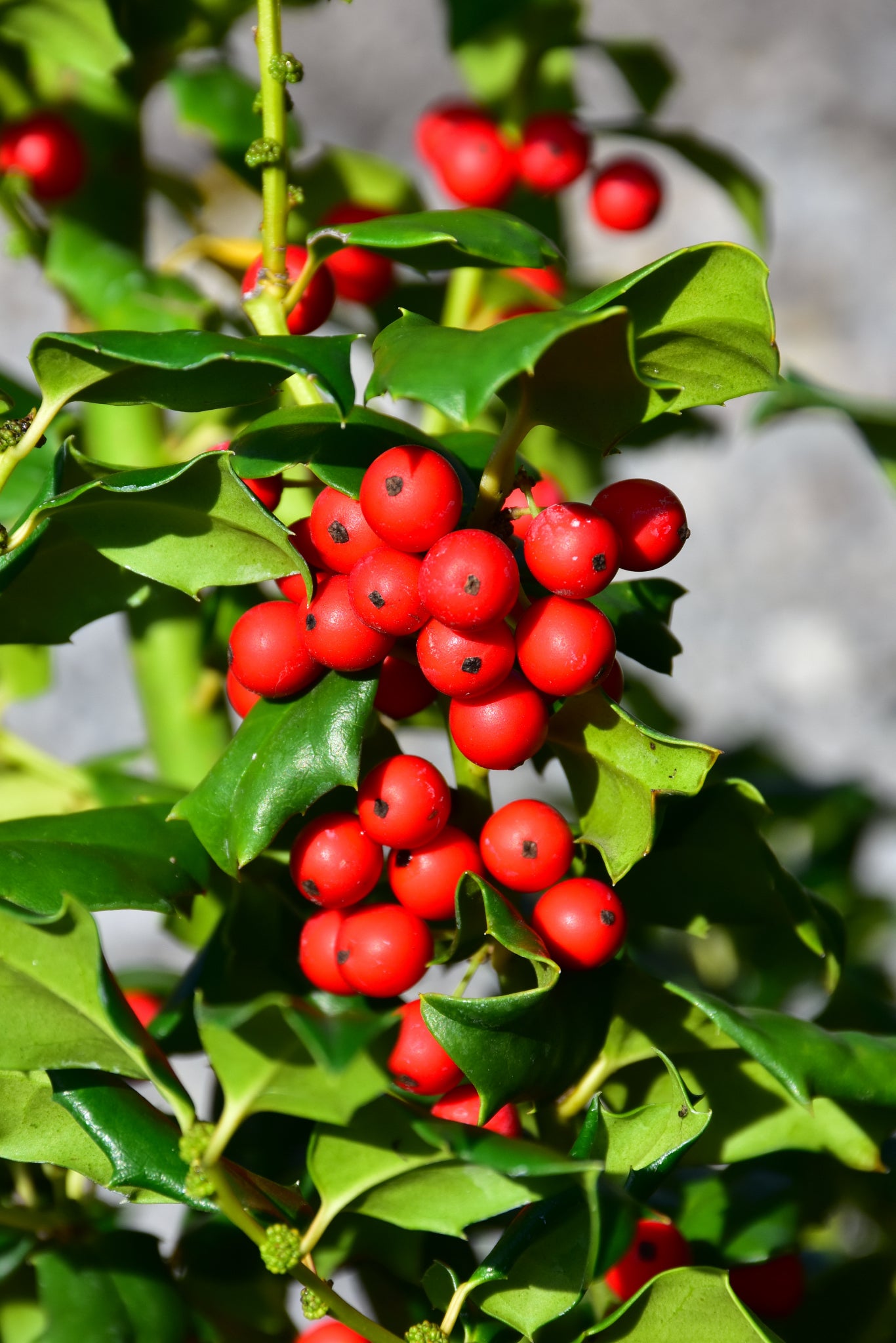 China Dynasty (China Boy/China Girl) Holly (Ilex x mes. &
