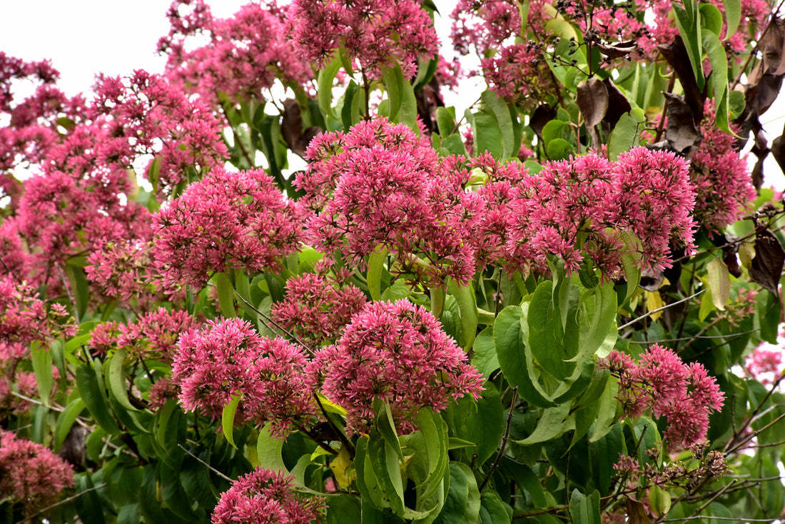 Temple of Bloom® Seven-Son Flower (Heptacodium temple &