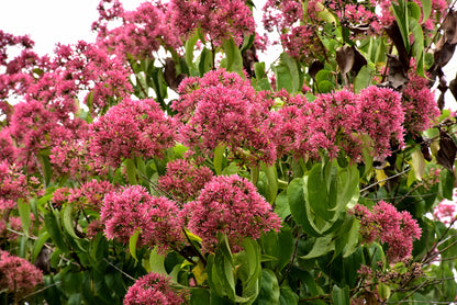 Temple of Bloom® Seven-Son Flower (Heptacodium temple &