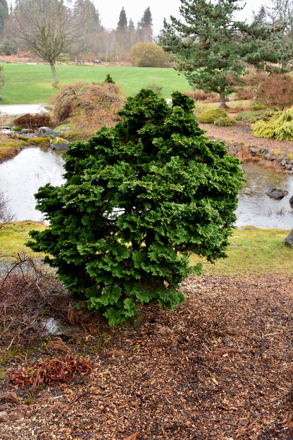 Hinoki False Cypress (Chamaecyparis obtusa &
