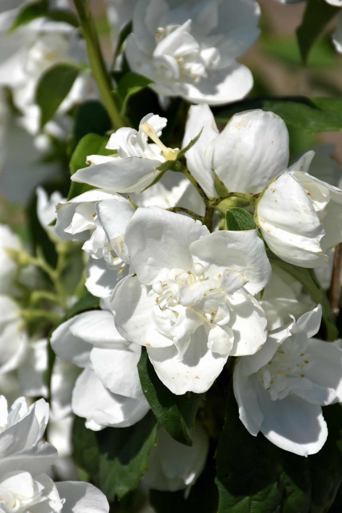 Snow White™ Mockorange (Philadelphus &