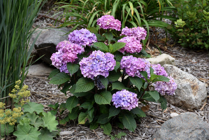 BloomStruck® Hydrangea (Hydrangea macrophylla &