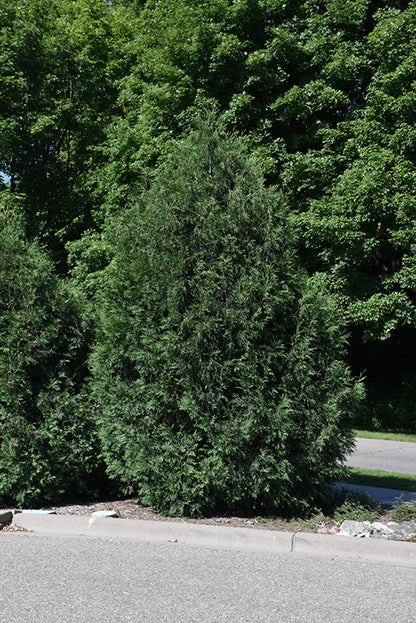 Techny Mission Arborvitae (Thuja occidentalis &