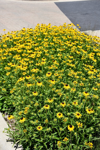 Little Suzy Black-Eyed Susan (Rudbeckia fulgida &