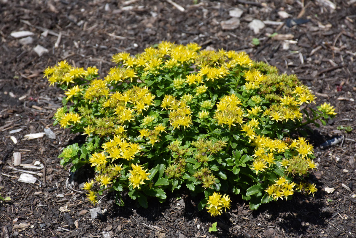 Little Miss Sunshine Stonecrop (Sedum little &