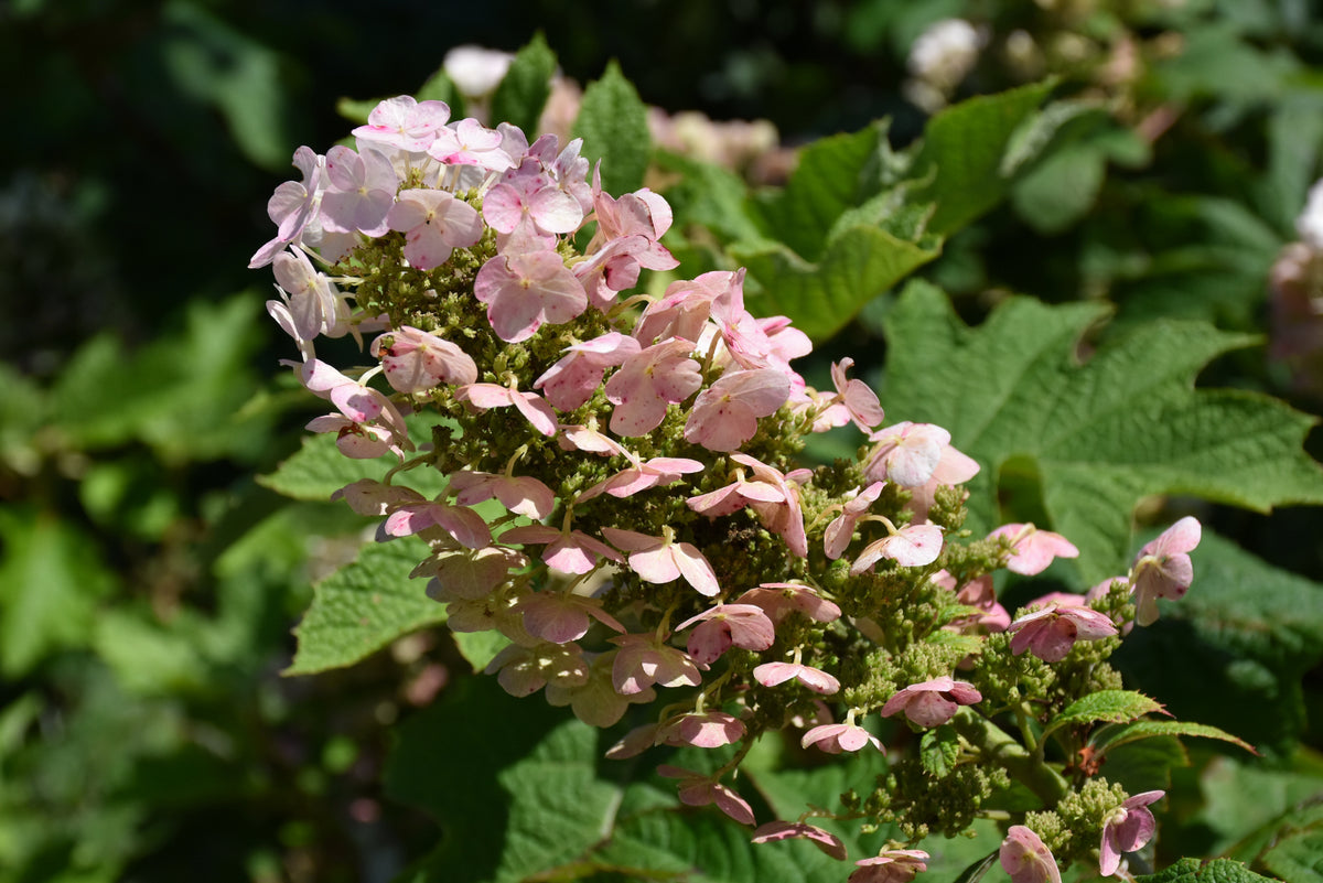 Ruby Slippers Oakleaf Hydrangea (Hydrangea quercifolia &