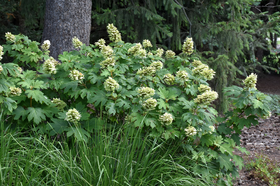 Alice Oak Leaf Hydrangea (Hydrangea quercifolia &