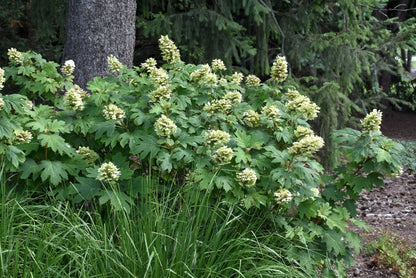 Alice Oak Leaf Hydrangea (Hydrangea quercifolia &