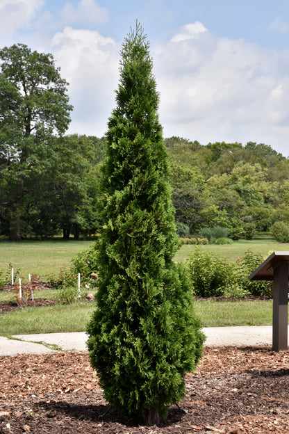 North Pole® Arborvitae (Thuja occidentalis &