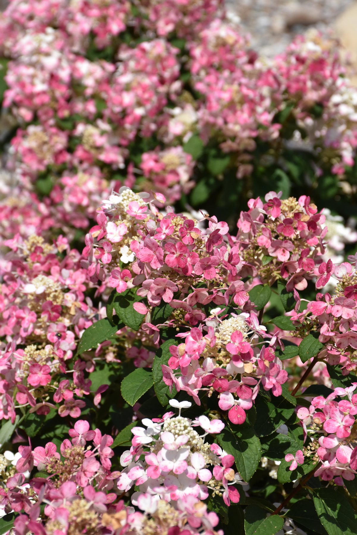 Little Quick Fire® Panicle Hydrangea (Hydrangea pan ‘Little Quick Fire&