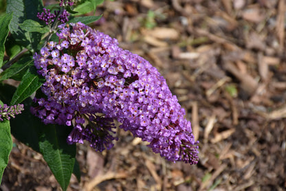 Pugster Periwinkle® Butterfly Bush (Buddleia &