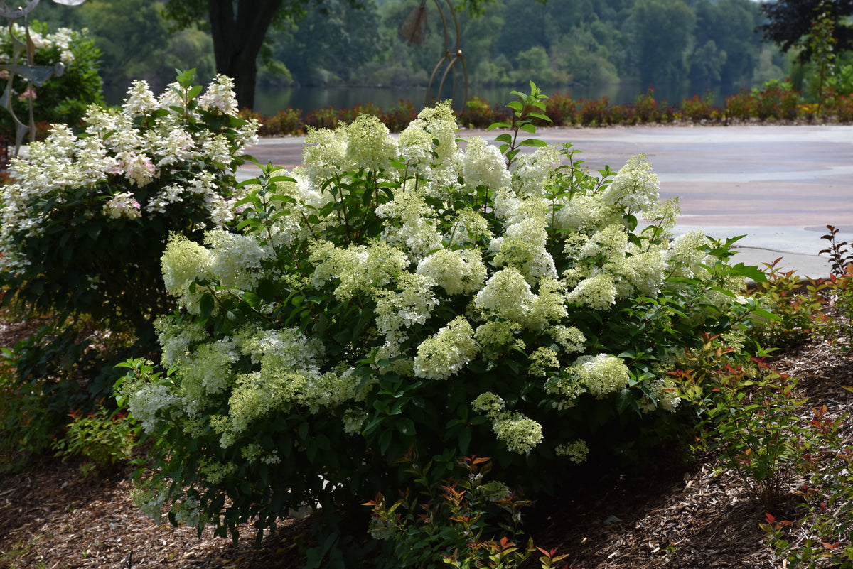 Little Lime® Panicle Hydrangea (Hydrangea paniculata &