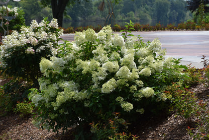 Little Lime® Panicle Hydrangea (Hydrangea paniculata &