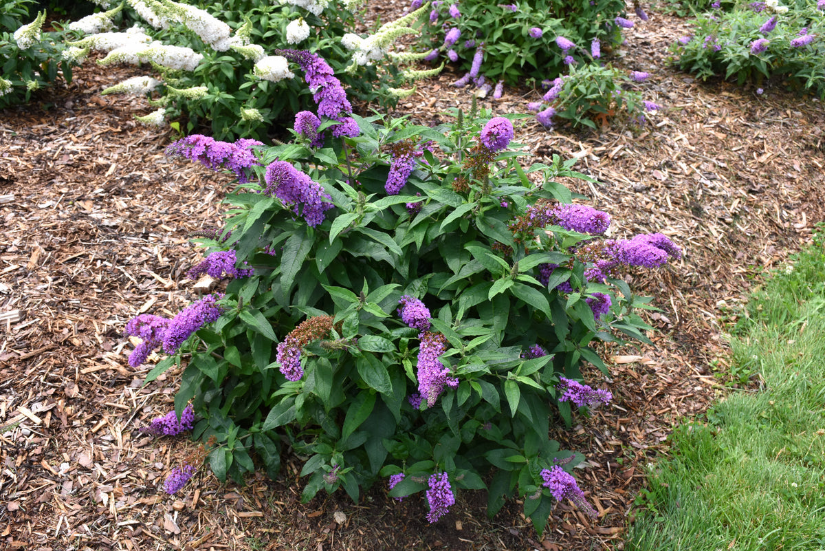 Pugster Periwinkle® Butterfly Bush (Buddleia &