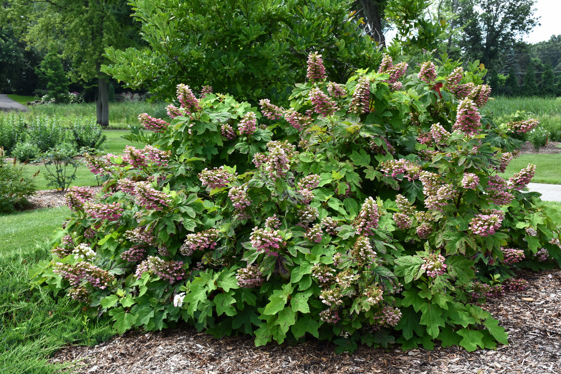 Gatsby Pink® Oakleaf hydrangea (Hydrangea quercifolia &
