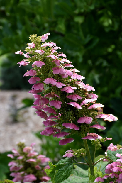 Gatsby Pink® Oakleaf hydrangea (Hydrangea quercifolia &
