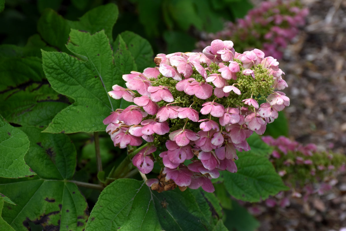 Gatsby Pink® Oakleaf hydrangea (Hydrangea quercifolia &