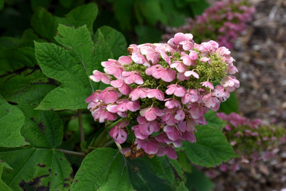 Gatsby Pink® Oakleaf hydrangea (Hydrangea quercifolia &
