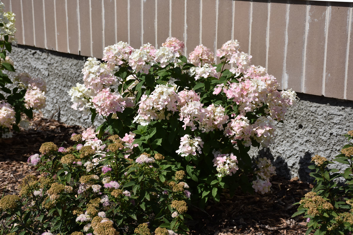 Little Quick Fire® Panicle Hydrangea (Hydrangea pan ‘Little Quick Fire&