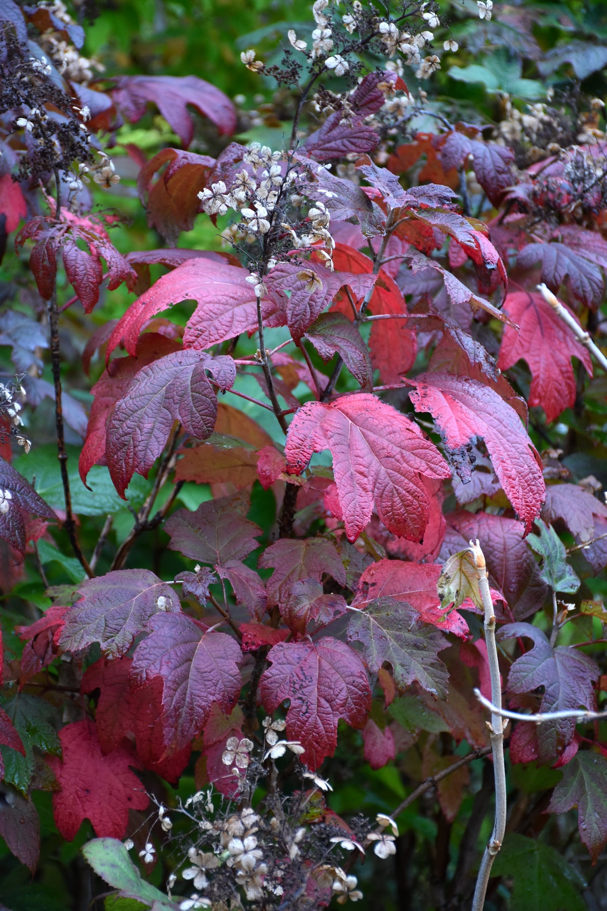 Alice Oak Leaf Hydrangea (Hydrangea quercifolia &