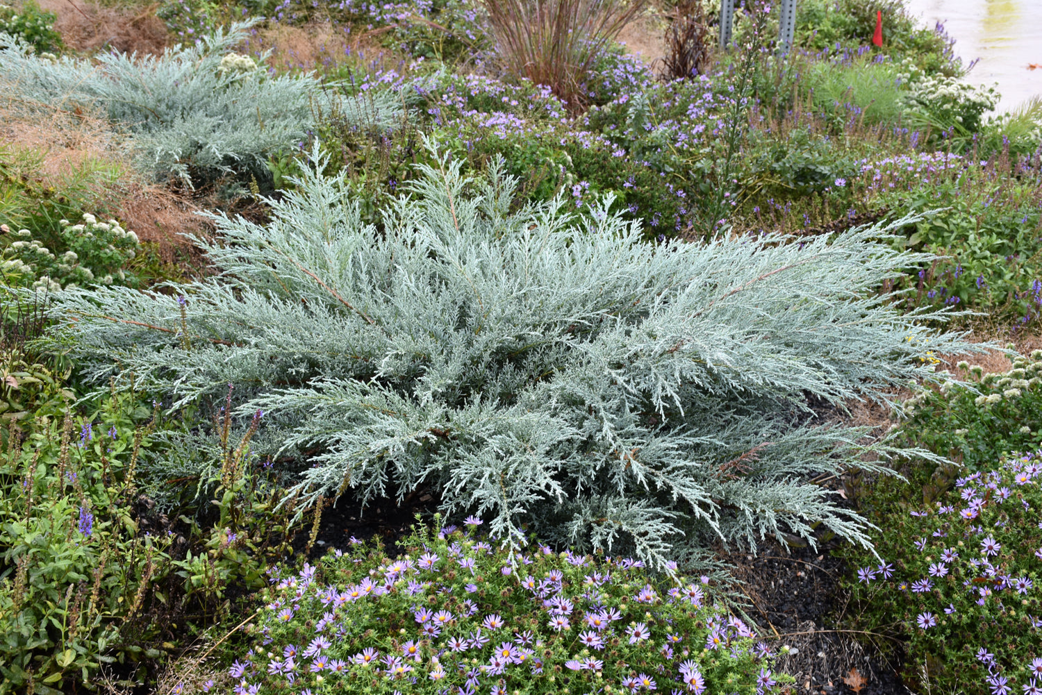 Grey Owl Juniper (Juniperus virginiana &