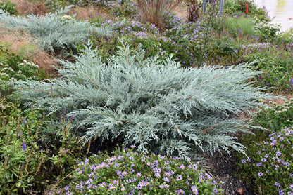 Grey Owl Juniper (Juniperus virginiana &