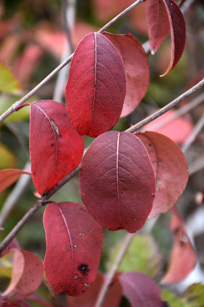 Blackhaw Viburnum (Viburnum prunifolium) - 3 gallon 15"
