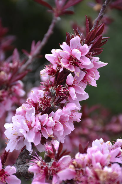 Bonfire Peach Tree (Prunus persica &