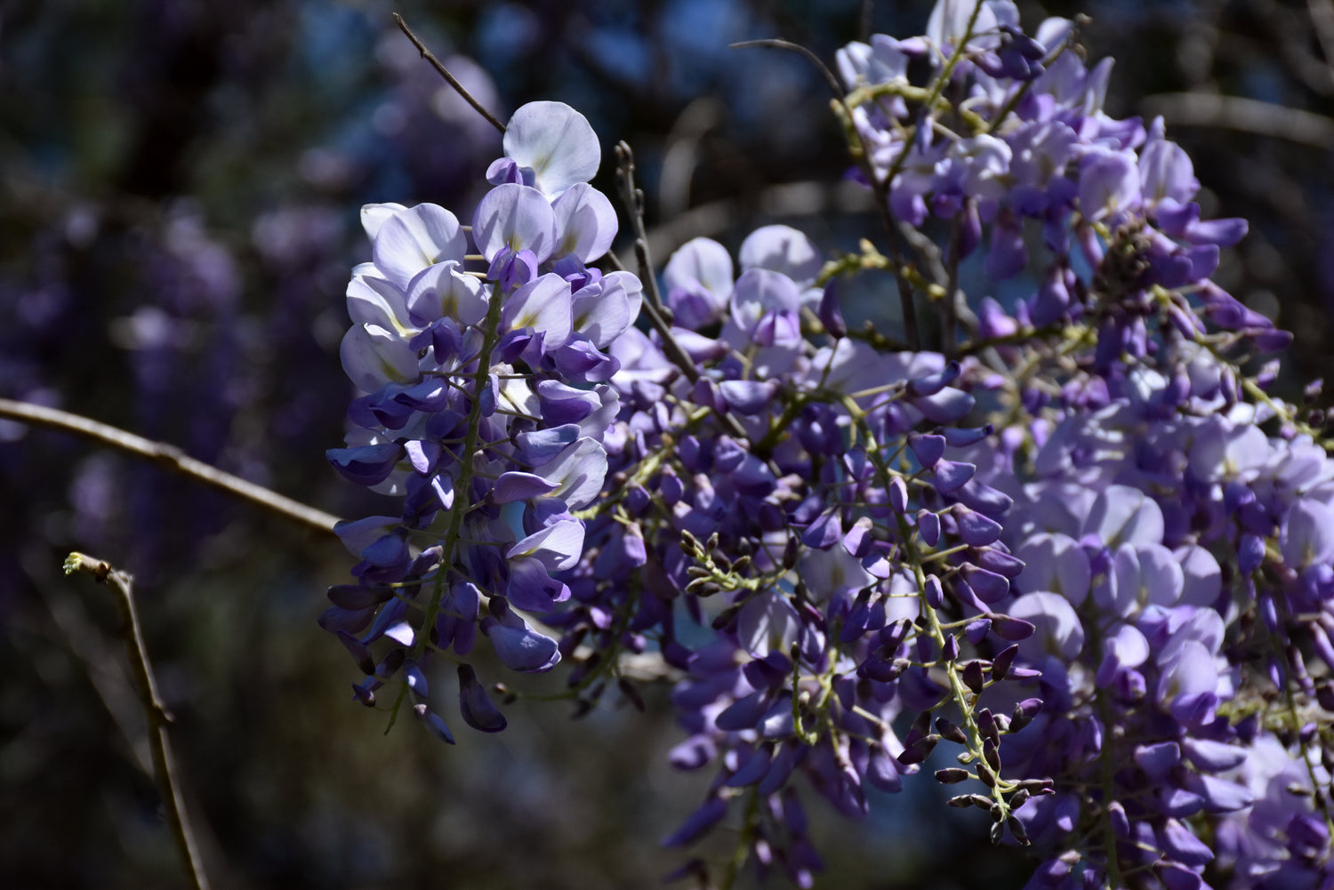 Chinese wisteria (Wisteria sinensis) - 3 gallon 36" TREE