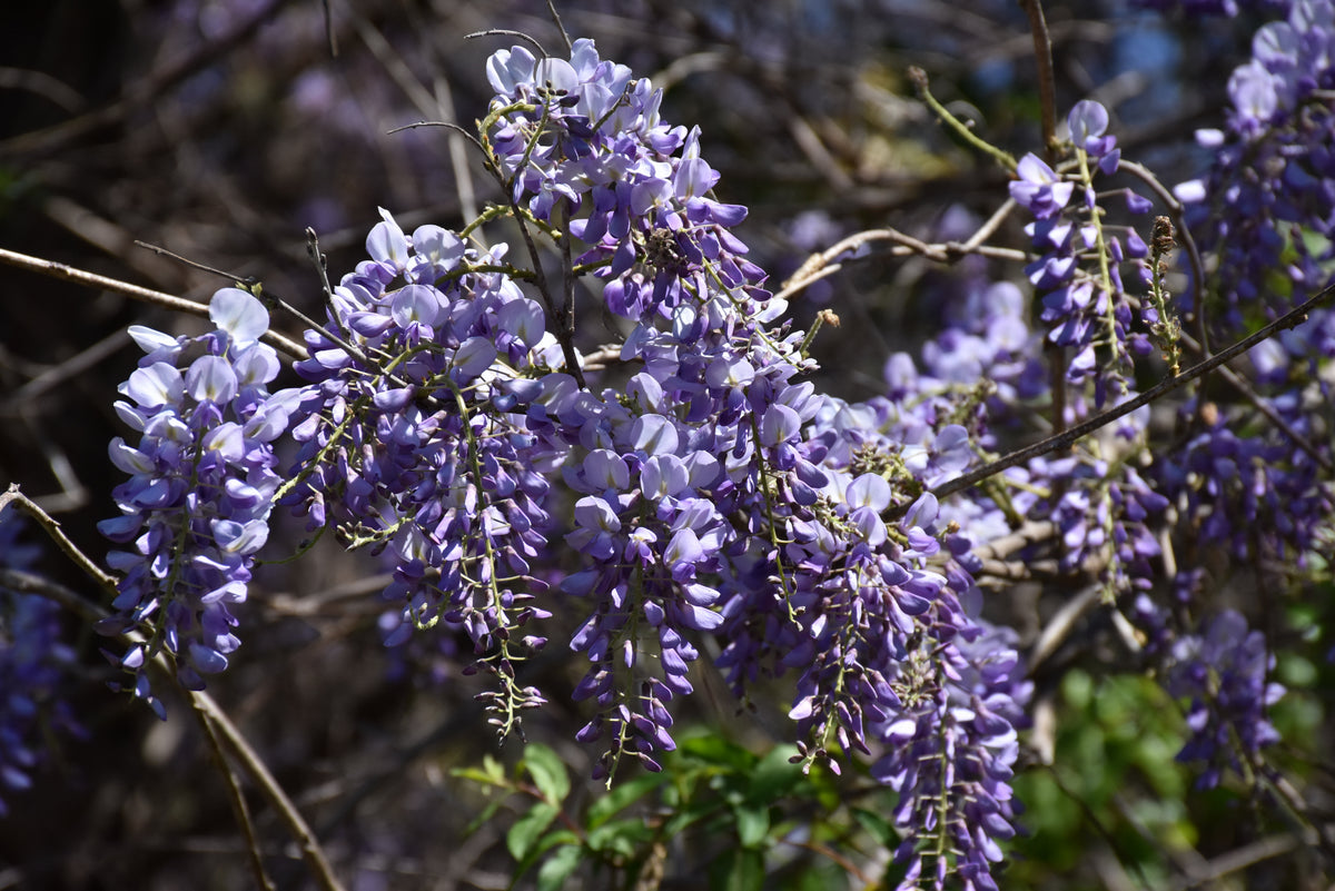 Chinese wisteria (Wisteria sinensis) - 3 gallon 36" TREE