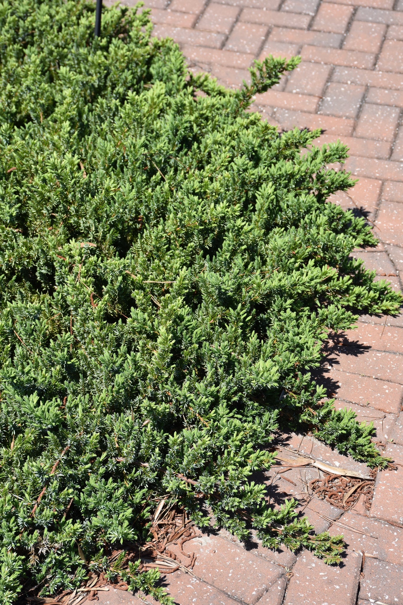 Blue Shore Juniper (Juniperus conferta &