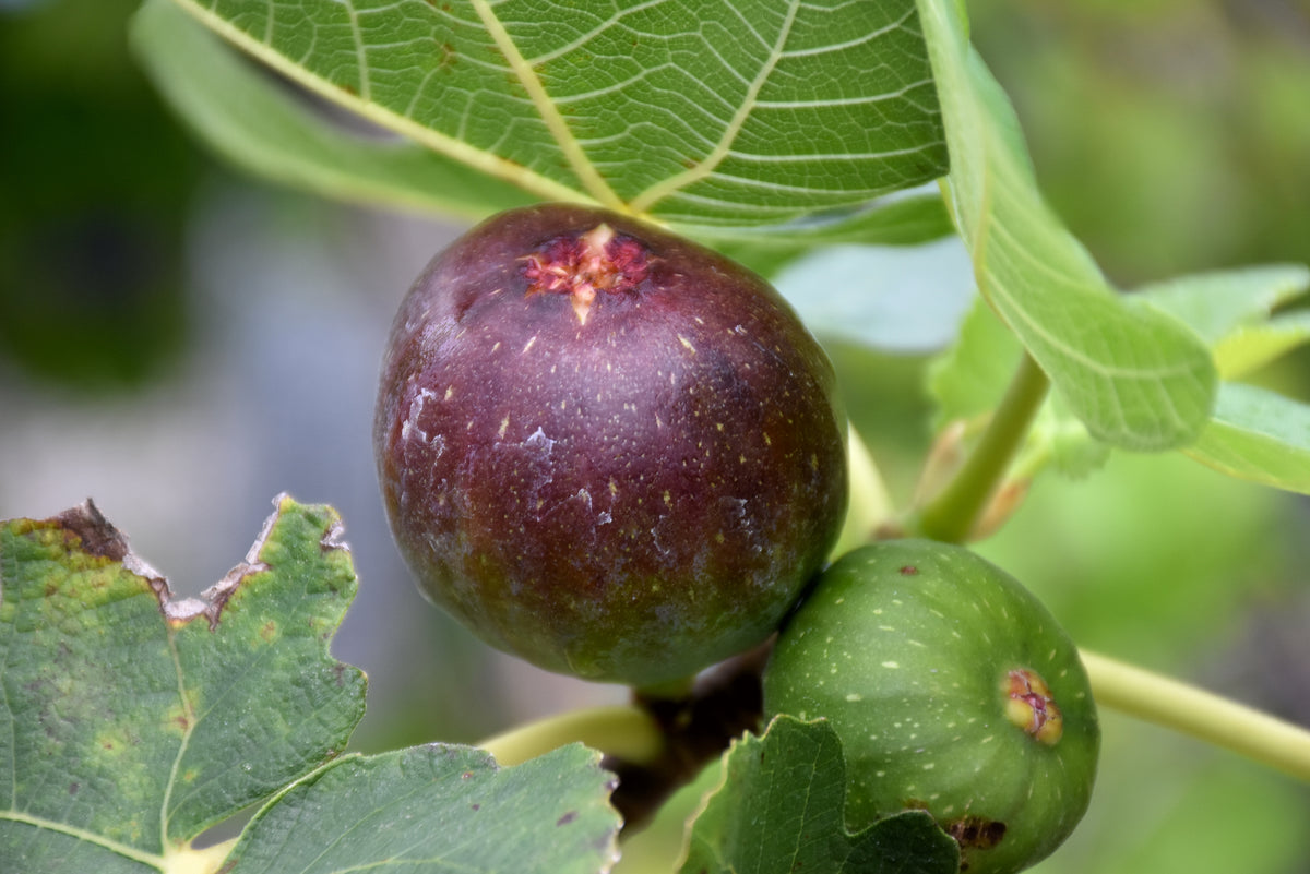 Brown Turkey Fig (Ficus brown &