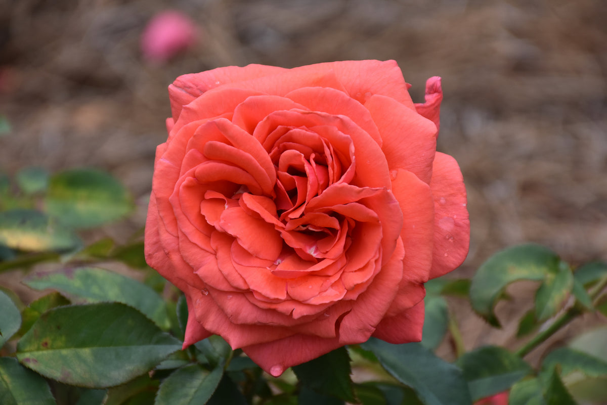 Fragrant Cloud Hybrid Tea Rose (Rosa &