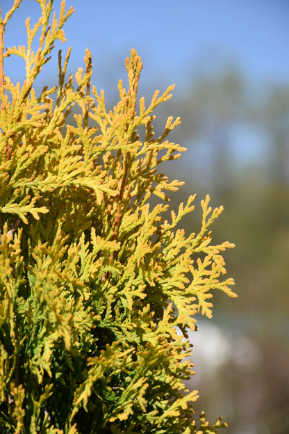 Jantar arborvitae (Thuja occidentalis &