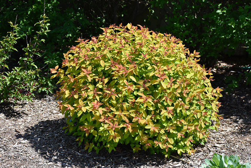 Double Play® Candy Corn® Spirea (SPIRAEA JAP. DBL PLAY CANDY CORN) - 2 gallon