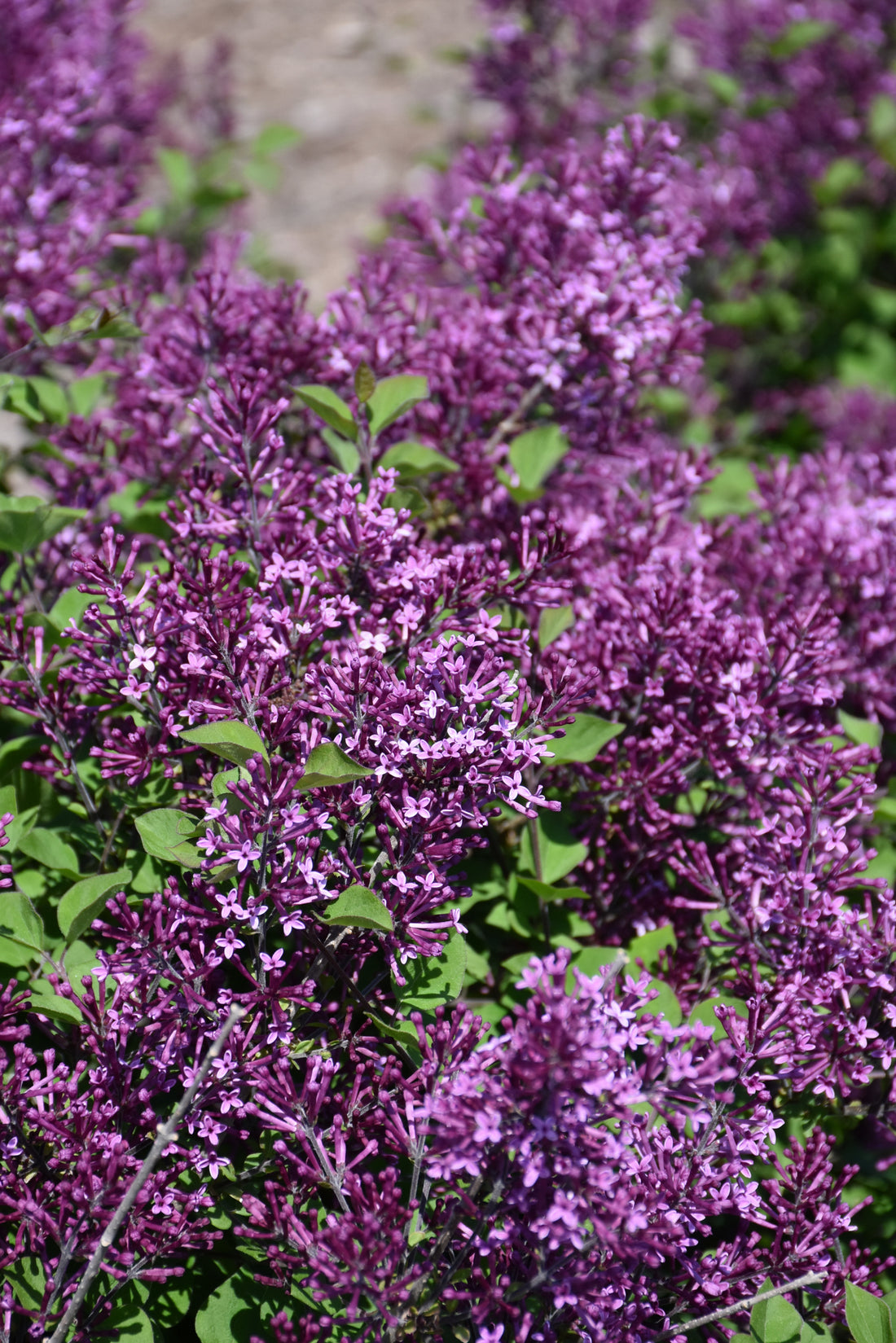 Bloomerang® Dark Purple Lilac (Syringa x &