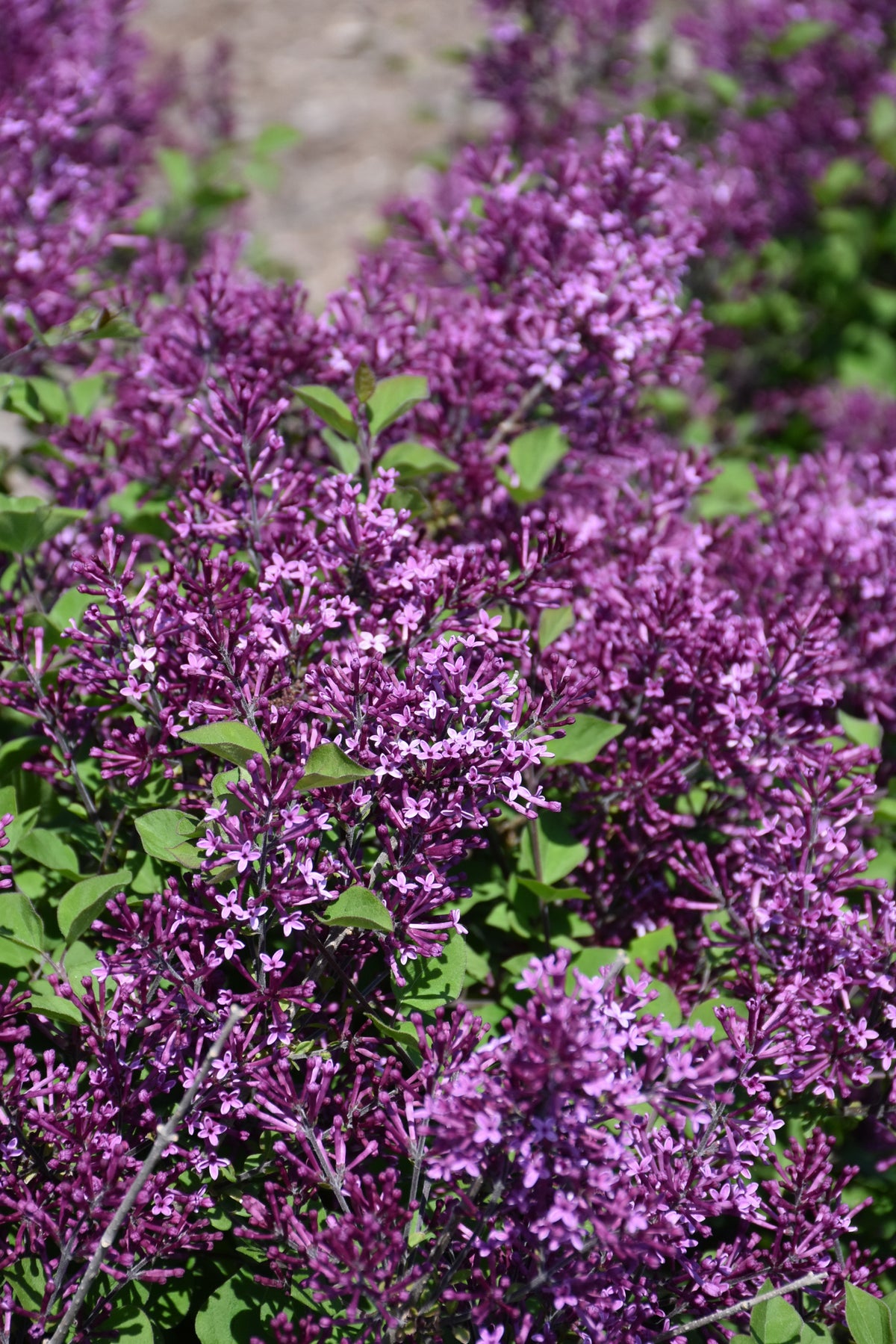 Bloomerang® Dark Purple Lilac (Syringa x &